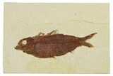 Fossil Fish (Knightia) - Wyoming #295695-1